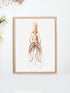 raw wood frame vintage squid print wall art